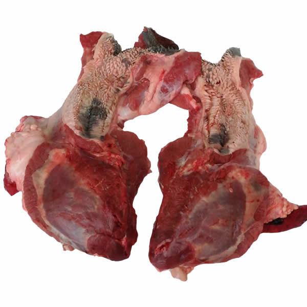 Testa